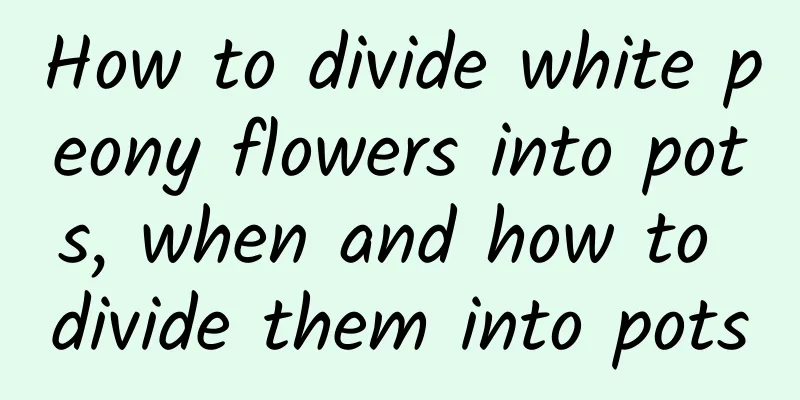 How to divide white peony flowers into pots, when and how to divide them into pots