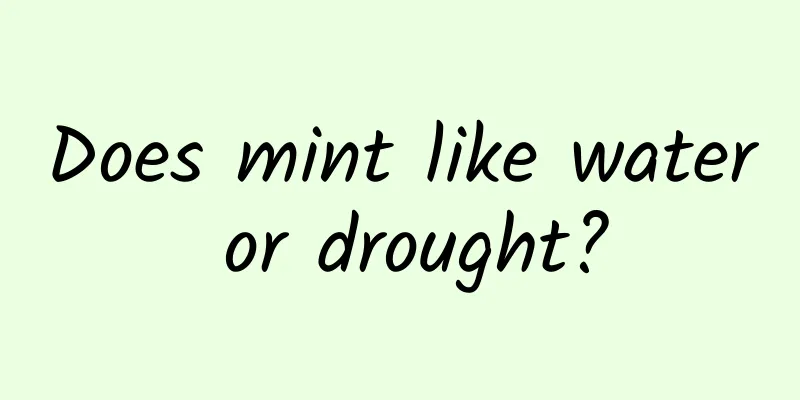 Does mint like water or drought?
