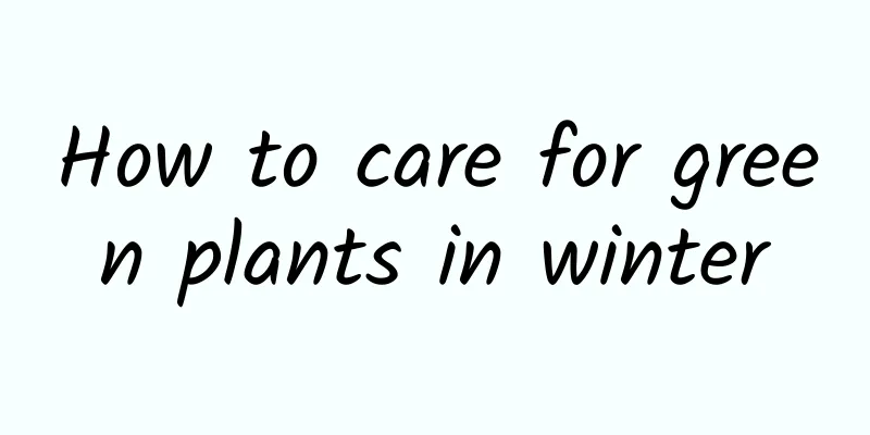 How to care for green plants in winter