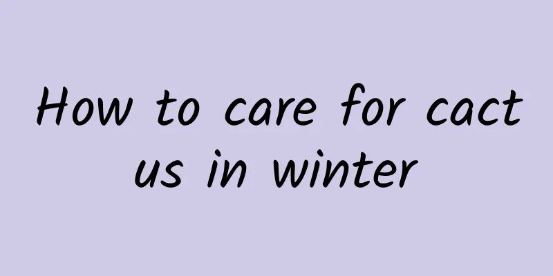 How to care for cactus in winter