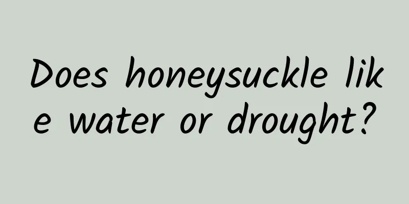 Does honeysuckle like water or drought?