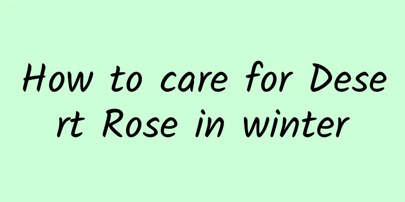 How to care for Desert Rose in winter