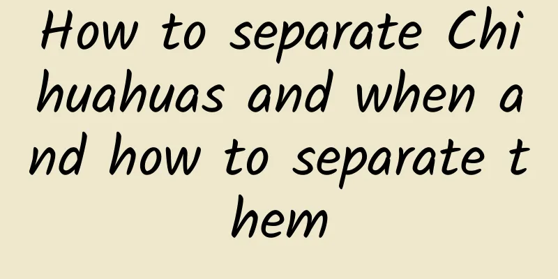 How to separate Chihuahuas and when and how to separate them