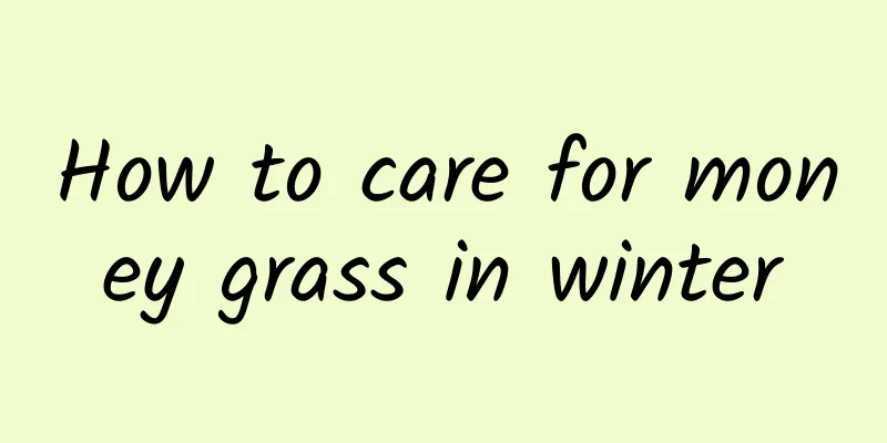 How to care for money grass in winter