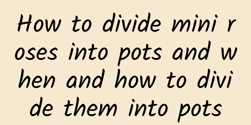 How to divide mini roses into pots and when and how to divide them into pots