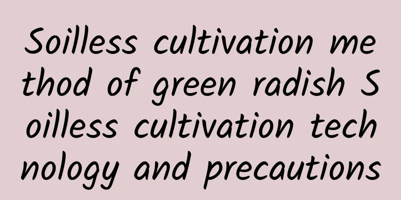 Soilless cultivation method of green radish Soilless cultivation technology and precautions
