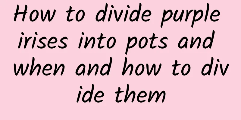 How to divide purple irises into pots and when and how to divide them