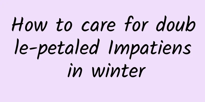 How to care for double-petaled Impatiens in winter