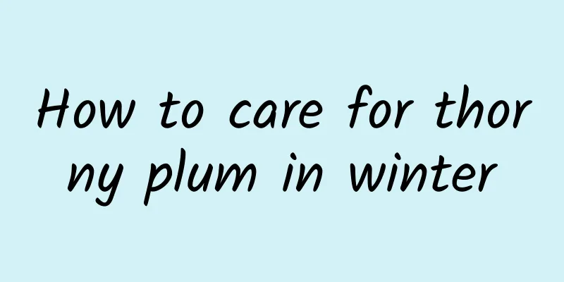 How to care for thorny plum in winter