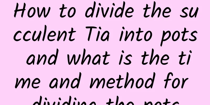 How to divide the succulent Tia into pots and what is the time and method for dividing the pots
