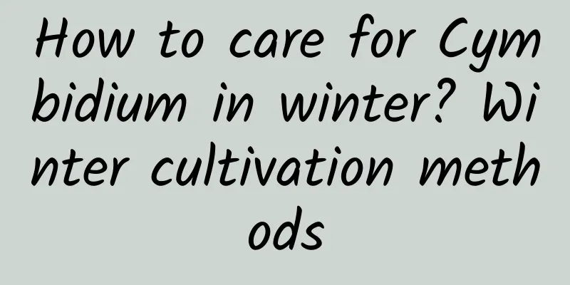How to care for Cymbidium in winter? Winter cultivation methods