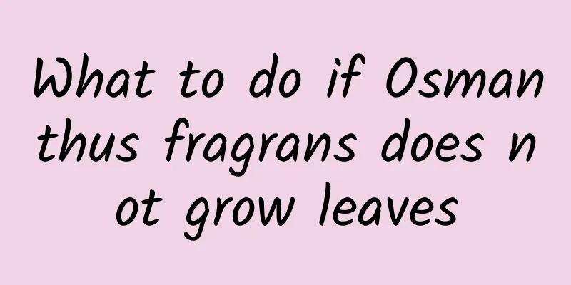 What to do if Osmanthus fragrans does not grow leaves