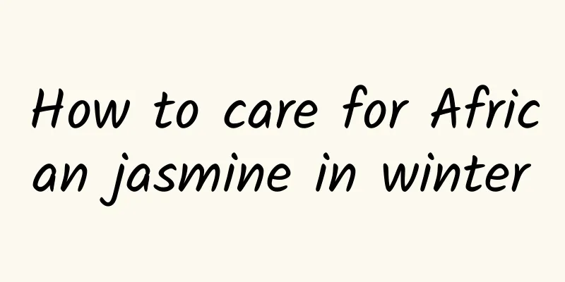 How to care for African jasmine in winter