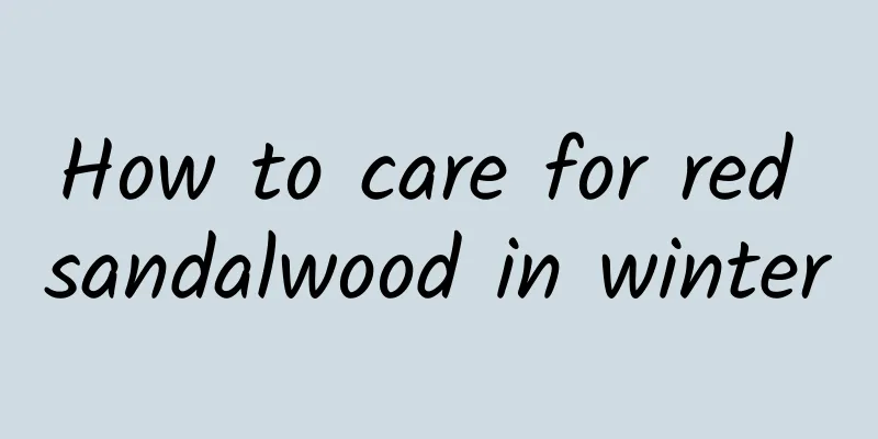 How to care for red sandalwood in winter
