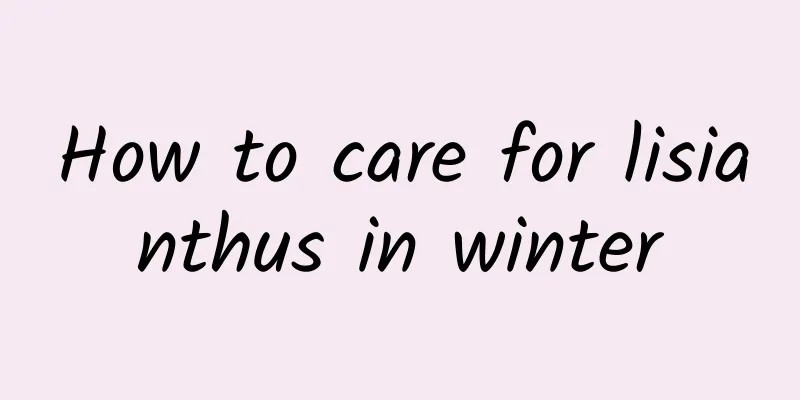 How to care for lisianthus in winter