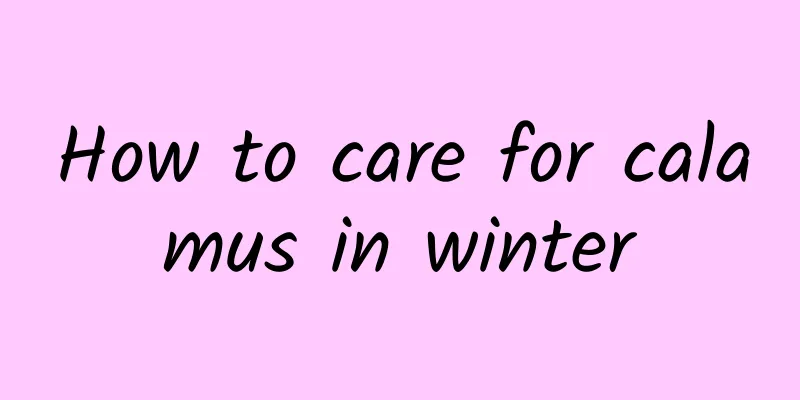 How to care for calamus in winter