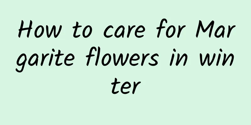 How to care for Margarite flowers in winter