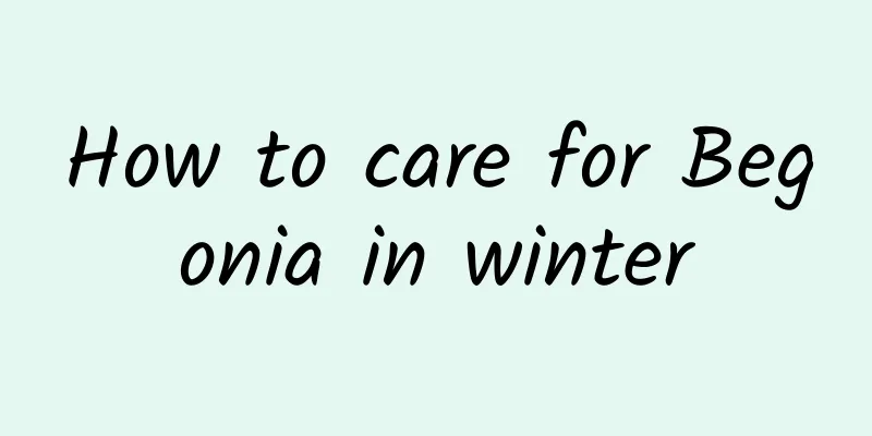How to care for Begonia in winter
