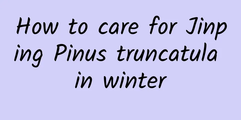 How to care for Jinping Pinus truncatula in winter