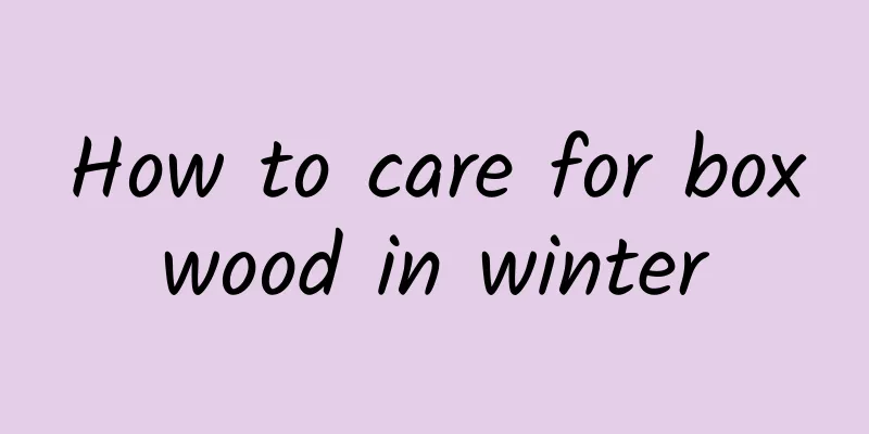 How to care for boxwood in winter