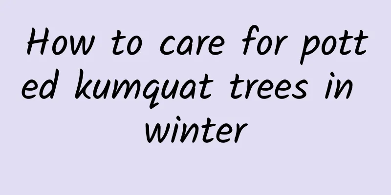 How to care for potted kumquat trees in winter