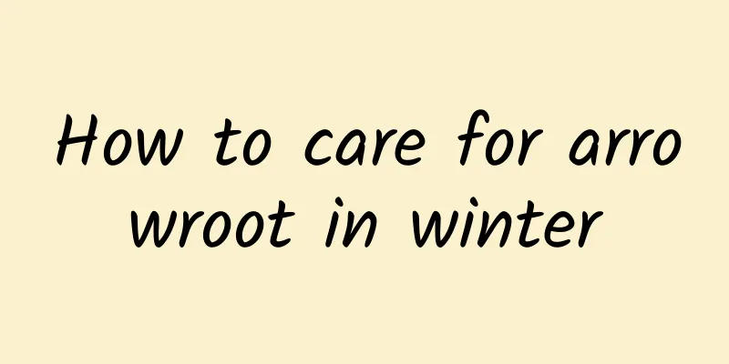 How to care for arrowroot in winter