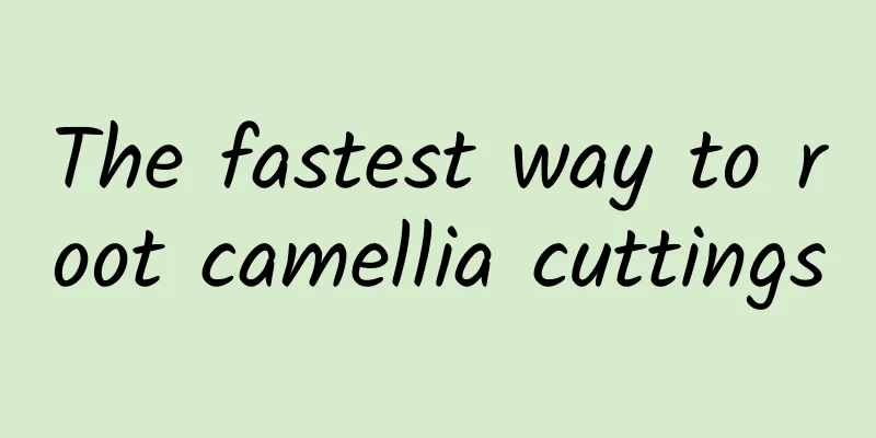 The fastest way to root camellia cuttings