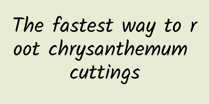 The fastest way to root chrysanthemum cuttings