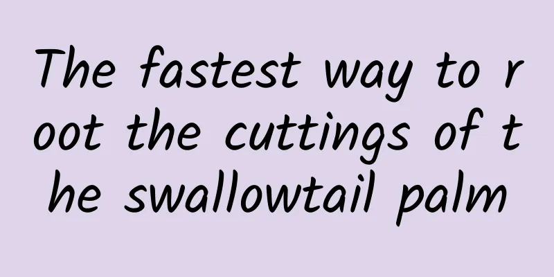 The fastest way to root the cuttings of the swallowtail palm