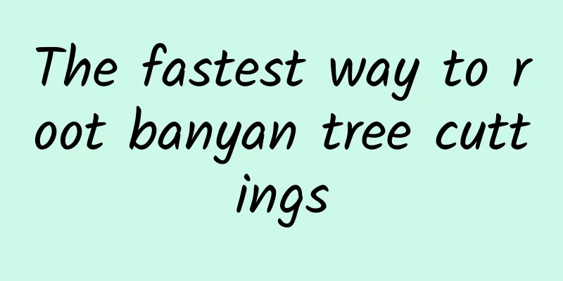 The fastest way to root banyan tree cuttings