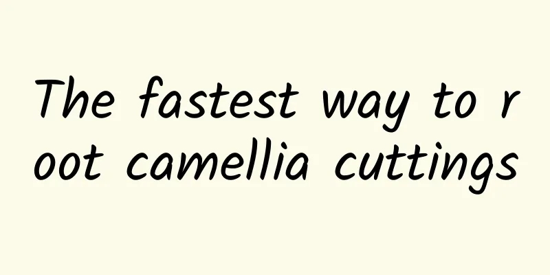 The fastest way to root camellia cuttings
