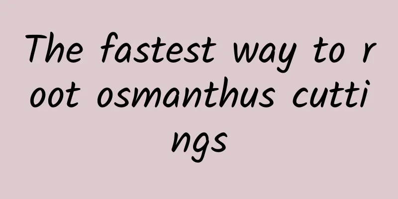 The fastest way to root osmanthus cuttings