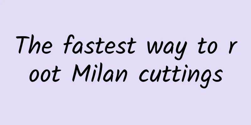 The fastest way to root Milan cuttings