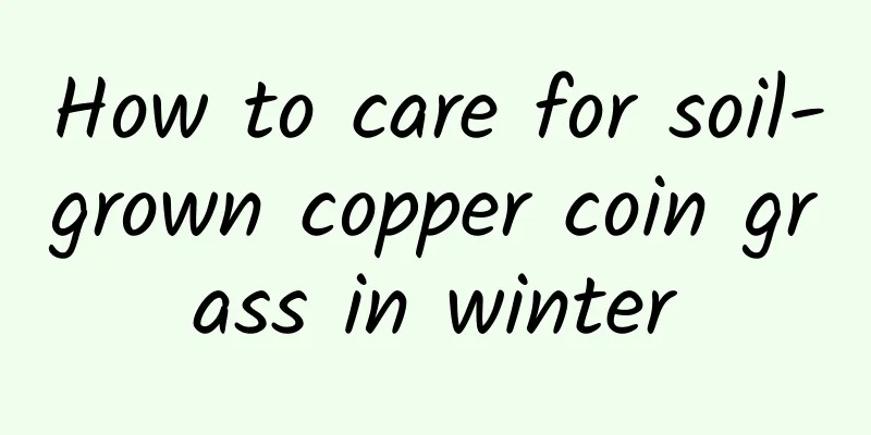 How to care for soil-grown copper coin grass in winter
