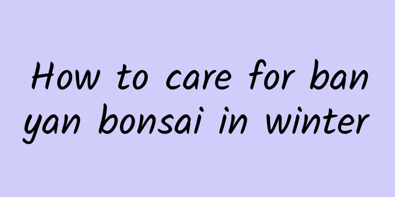 How to care for banyan bonsai in winter