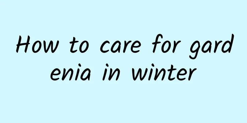 How to care for gardenia in winter