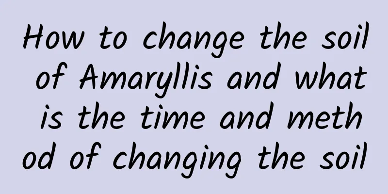 How to change the soil of Amaryllis and what is the time and method of changing the soil