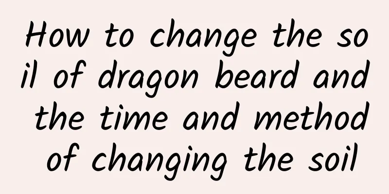 How to change the soil of dragon beard and the time and method of changing the soil