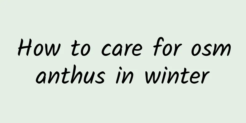 How to care for osmanthus in winter