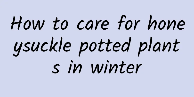How to care for honeysuckle potted plants in winter