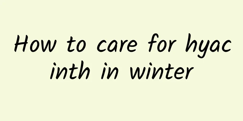 How to care for hyacinth in winter