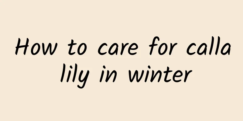 How to care for calla lily in winter