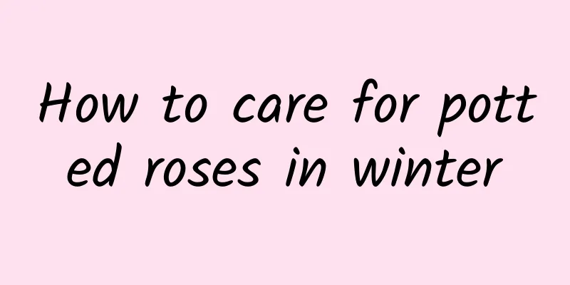 How to care for potted roses in winter