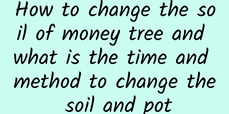 How to change the soil of money tree and what is the time and method to change the soil and pot