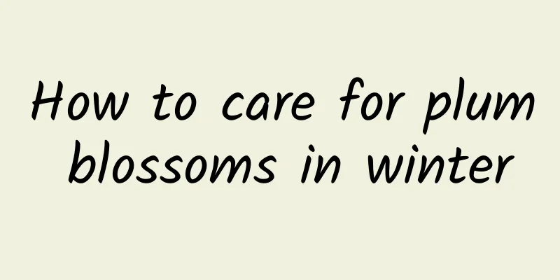 How to care for plum blossoms in winter
