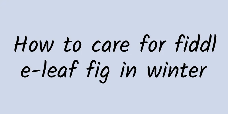 How to care for fiddle-leaf fig in winter
