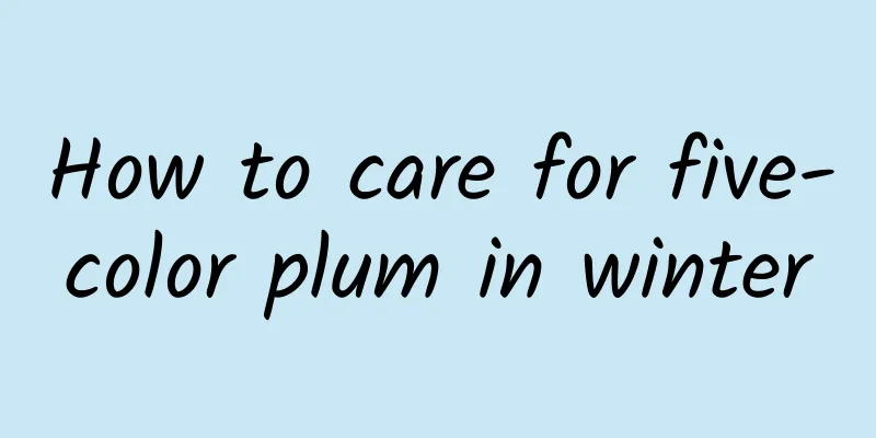 How to care for five-color plum in winter