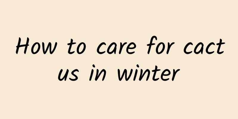 How to care for cactus in winter