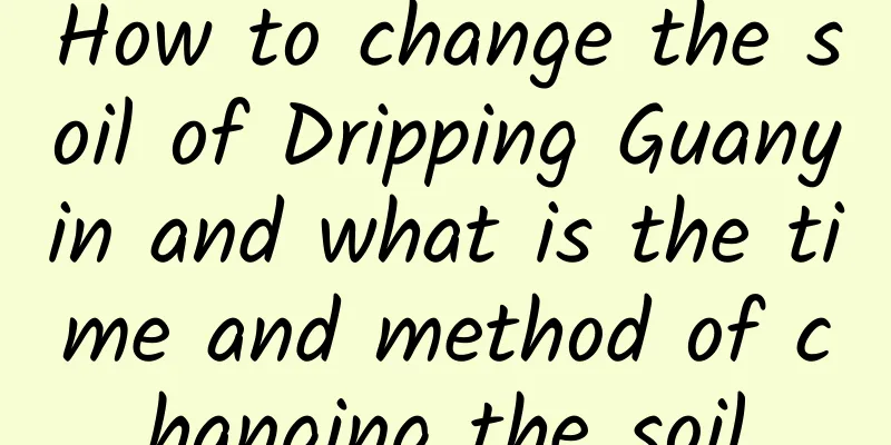 How to change the soil of Dripping Guanyin and what is the time and method of changing the soil