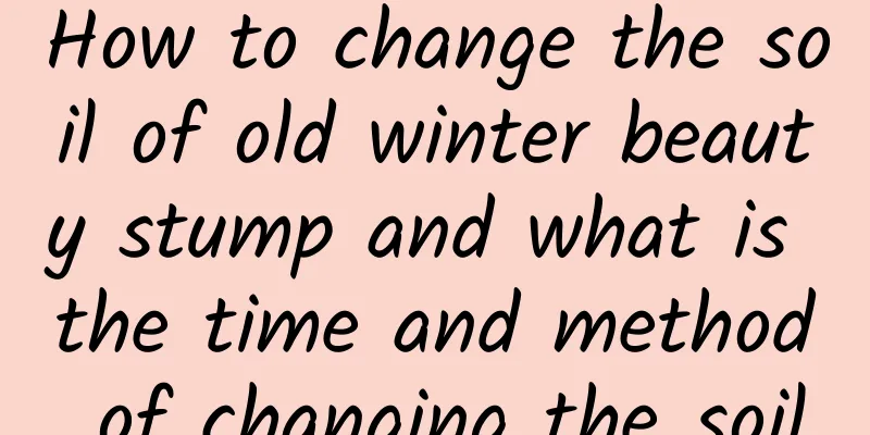 How to change the soil of old winter beauty stump and what is the time and method of changing the soil